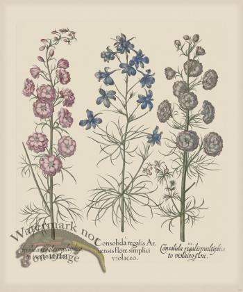 Besler 176 Colored  B2